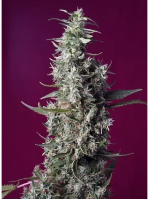 Sweet Cherry Pie - Sweet Seeds feminisiert 3er Pack