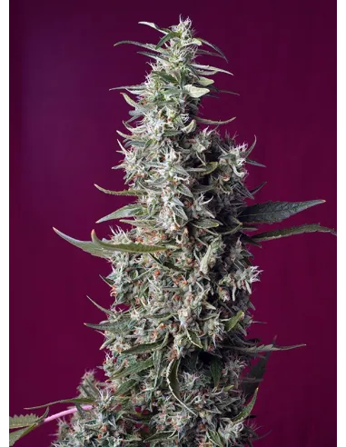 sweet-cherry-pie.webp Sweet Cherry Pie - Sweet Seeds feminisiert 3er Pack