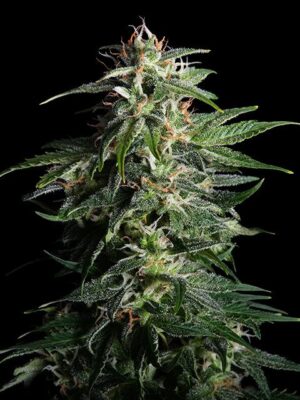 swiss-dream-auto-cbd-flower.jpg Swiss Dream Auto CBD - Kannabia feminisiert 3er Pack