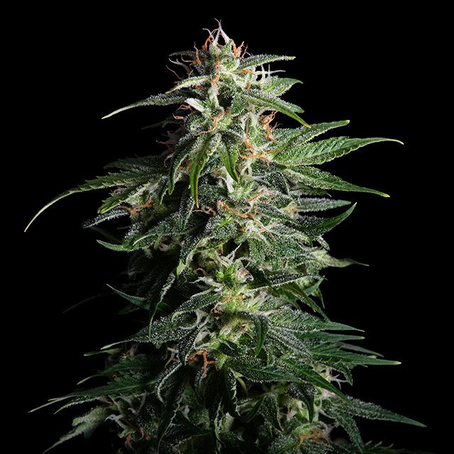 Swiss Dream Auto CBD - Kannabia feminisiert 3er Pack