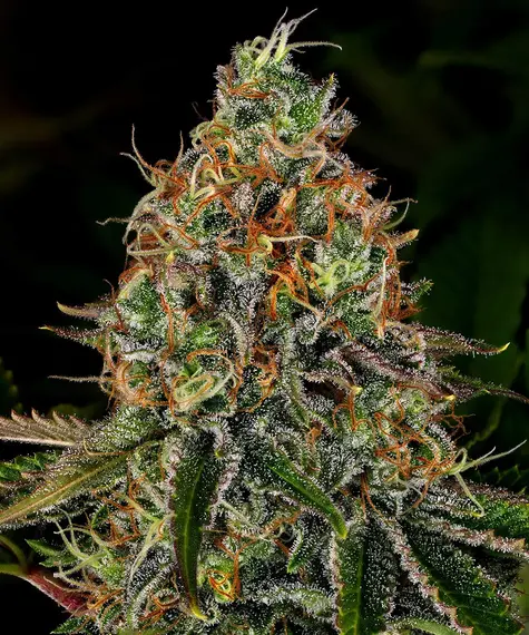 tangerine-dream-auto_circle_new_21_125212.webp tangerine dream