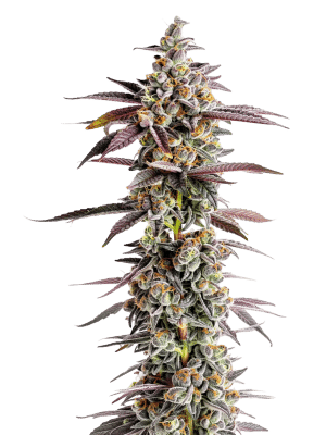 Tangerine Sherbet - Growers Choice feminisiert 3er Pack