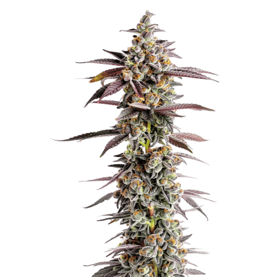 tangerine_sherbet_feminized_by_growerschoice.png Tangerine Sherbet – Growers Choice feminisiert 3er Pack Cannabis Samen