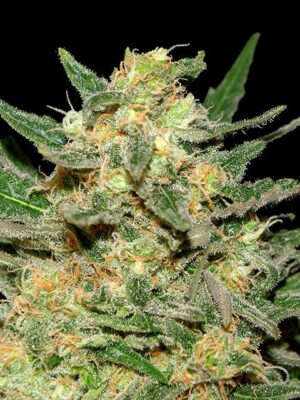 thai-fantasy-flower.jpg Thai Fantasy - Kannabia feminisiert 3er Pack