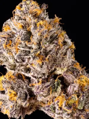 The Keeper Wizard Trees feminisiert 3er Pack