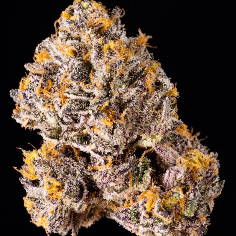 The Keeper Wizard Trees feminisiert 3er Pack