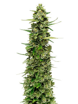 The Real Amnesia - Growers Choice feminisiert 10er Pack