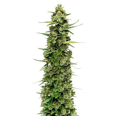 The Real Amnesia - Growers Choice feminisiert 10er Pack