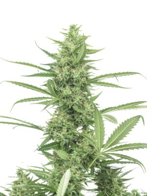 Growers Choice The Real Amnesia Samen Growers Choice The Real Amnesia Samen