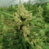 Growers Choice The Real Amnesia Samen – Bild 3
