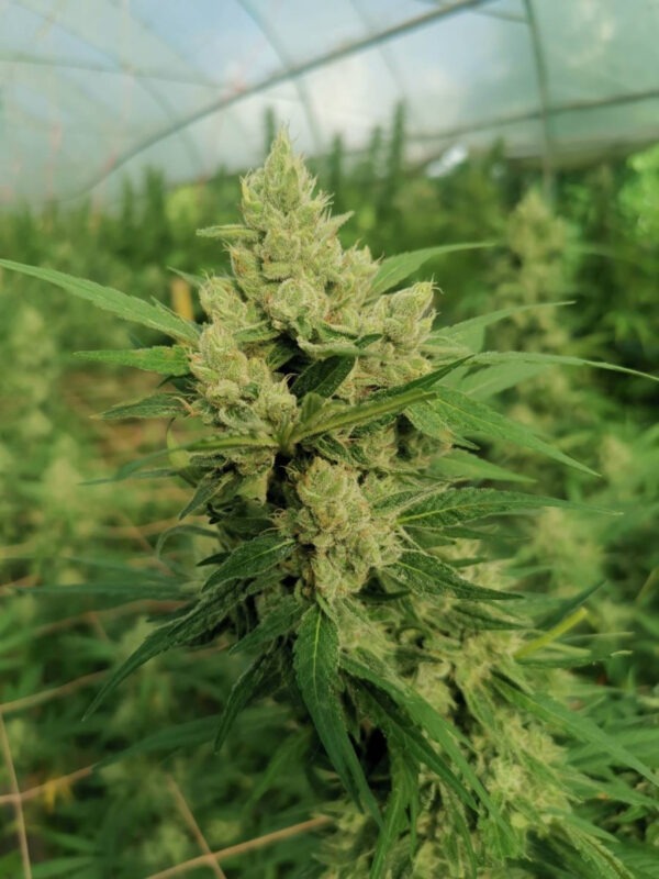 Growers Choice The Real Amnesia Samen – Bild 3