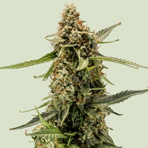 Titan F1 Auto - Royal Queen Seeds feminisiert 3er Pack