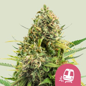 trainwreck-1.jpg Trainwreck - Royal Queen Seeds feminisiert 3er Pack