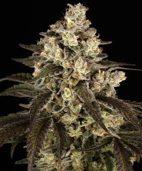 Trainwreck Auto - Barneys Farm feminisiert 3er Pack