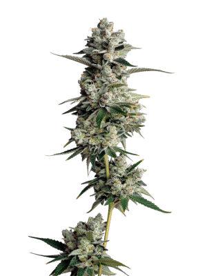 tropical_cookies_feminized_by_growerschoice_1_.png Tropical Cookies XXL Auto – Growers Choice feminisiert 3er Pack Cannabis Samen