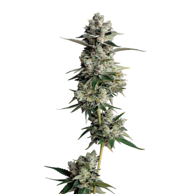 Tropical Cookies XXL Auto – Growers Choice feminisiert 3er Pack Cannabis Samen