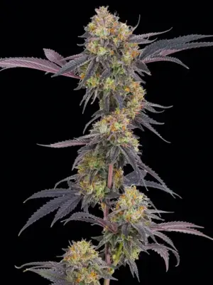 Tropicana Cherry - Barneys Farm feminisiert 3er Pack