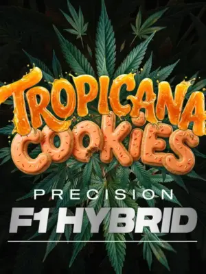 Tropicana Cookies F1 Auto - Barneys Farm feminisiert 3er Pack