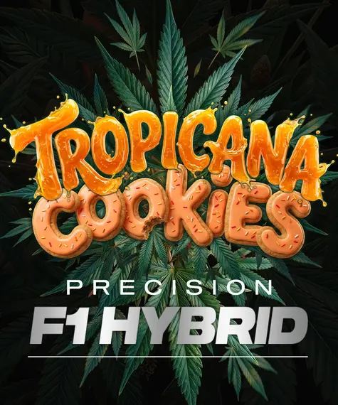 tropicana-cookies-auto_circle_new_21_277510.webp Tropicana Cookies F1 Auto - Barneys Farm feminisiert 3er Pack