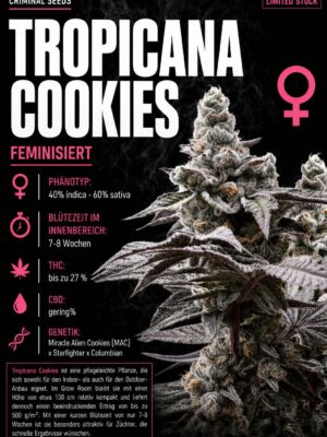 Tropicana Cookies x Cali – Criminal Seeds feminisiert 3er Pack Tropicana Cookies x Cali – Criminal Seeds feminisiert 3er Pack