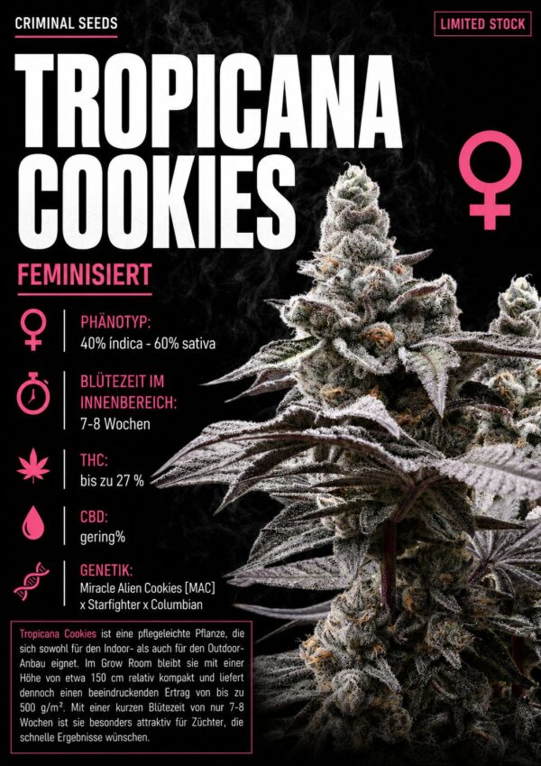 Tropicana Cookies x Cali – Criminal Seeds feminisiert 3er Pack