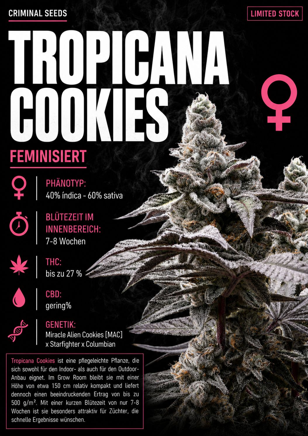Tropicana Cookies x Cali - Criminal Seeds feminisiert 3er Pack