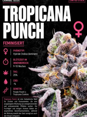 Tropicana Punch x Cali – Criminal Seeds feminisiert 3er Pack Tropicana Punch x Cali – Criminal Seeds feminisiert 3er Pack