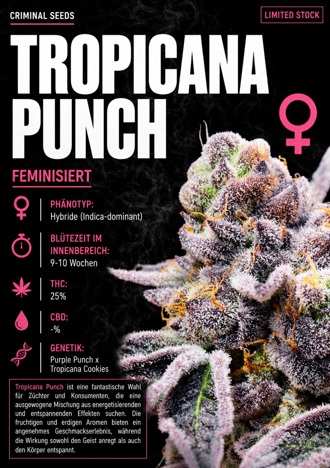Tropicana Punch x Cali - Criminal Seeds feminisiert 3er Pack