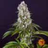 Barney's Farm tropicanna banana Samen – Bild 2