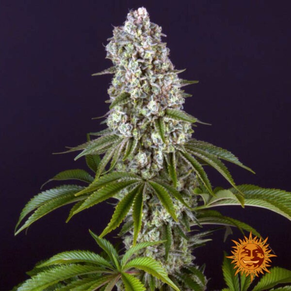Barney's Farm tropicanna banana Samen – Bild 2