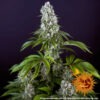 Barney's Farm tropicanna banana Samen – Bild 3