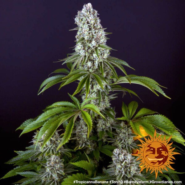 Barney's Farm tropicanna banana Samen – Bild 3