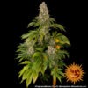 Barney's Farm tropicanna banana Samen – Bild 4