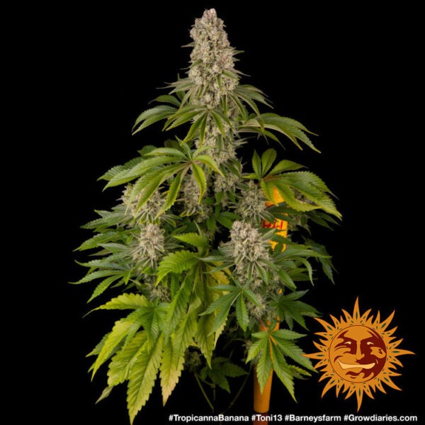 Barney's Farm tropicanna banana Samen – Bild 4