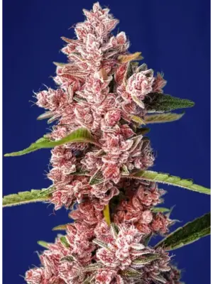 tropicanna-poison-f1-fast-version.webp Tropicanna Poison F1 - Sweet Seeds feminisiert 3er Pack
