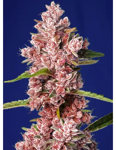 Tropicanna Poison F1 - Sweet Seeds feminisiert 3er Pack
