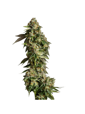 ultra_violet_gmo1.png Ultra Violet GMO - Growers Choice feminisiert 3er Pack