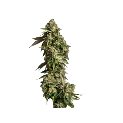 Ultra Violet GMO - Growers Choice feminisiert 3er Pack
