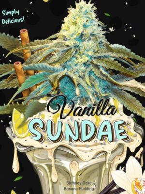 Vanilla Sundae T.H. Seeds feminisiert 2er Pack