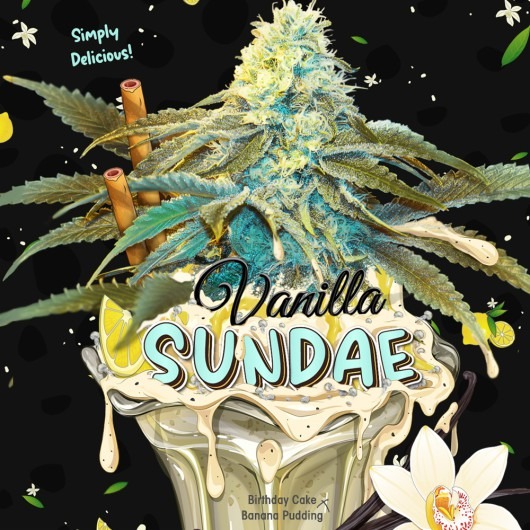 Vanilla Sundae T.H. Seeds feminisiert 2er Pack