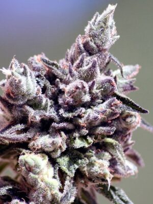 Washing Machine - Ripper Seeds feminisiert 3er Pack