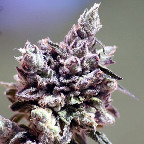 Washing Machine - Ripper Seeds feminisiert 3er Pack
