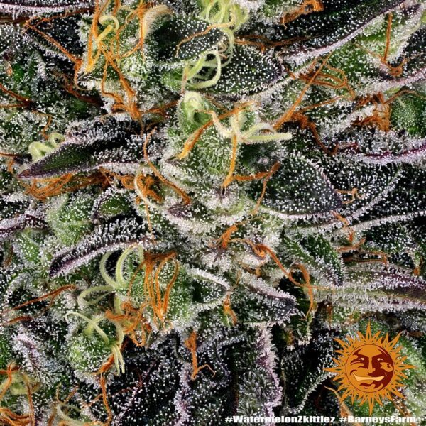 Barney's Farm watermelon zkittlez Samen – Bild 2