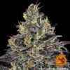 Barney's Farm watermelon zkittlez Samen – Bild 3