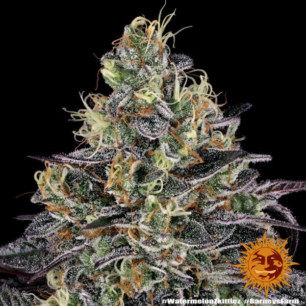Barney's Farm watermelon zkittlez Samen – Bild 3