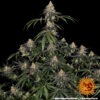 Barney's Farm watermelon zkittlez Samen – Bild 4
