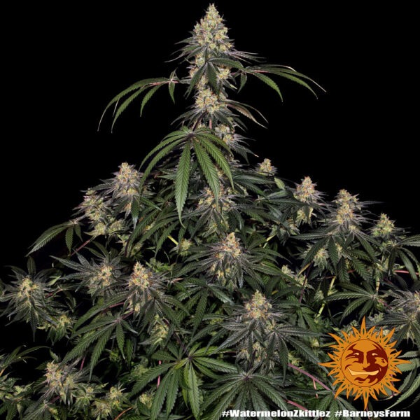 Barney's Farm watermelon zkittlez Samen – Bild 4