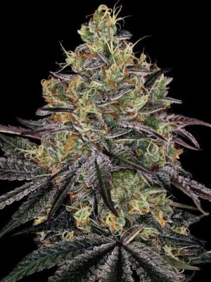 Watermelon Zkittlez - Barneys Farm feminisiert 3er Pack