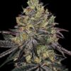 Barney's Farm watermelon zkittlez Samen