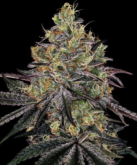 Barney's Farm watermelon zkittlez Samen